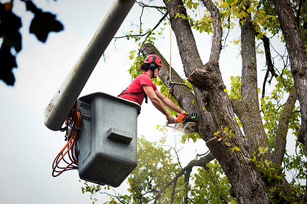 Tree Service Company in Nicholson, GA